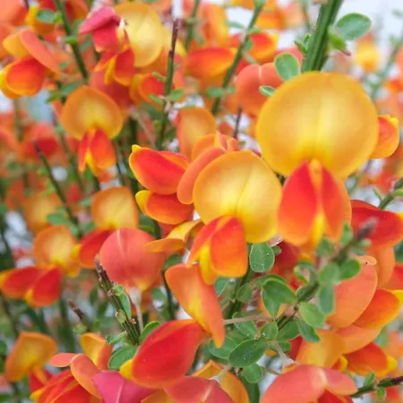 Bachfischer * Регенсбург