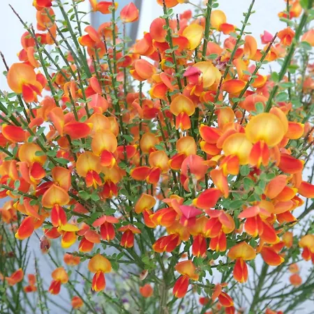 Bachfischer Ratisbona