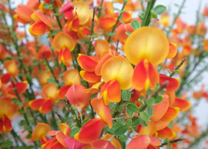 Bachfischer * Regensburg